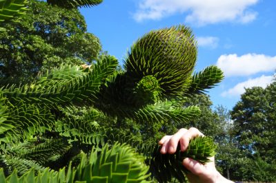 Trasplantar o replantar correctamente un árbol de mono