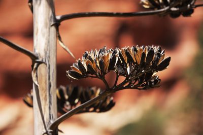 ¿El agave forma una fruta utilizable en el jardín?