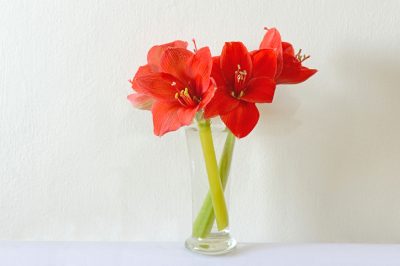 Lush Amaryllis in the Vase - Una guía verde para el aseo