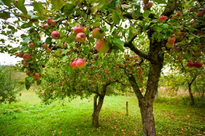 Plante correctamente las anémonas que florecen en primavera