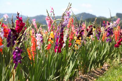 Cultiva tu propio manzano en tu propio jardín