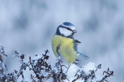 Ásteres de invierno adecuadamente en macetas y al aire libre