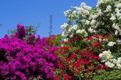 ¿Cuándo florece el astilbe?