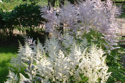 ¿Qué ubicación es adecuada para el astilbe?