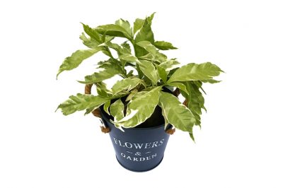 Cultivar bambú de forma fácil