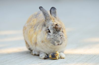 Como alternativa saludable para conejos: plátano