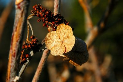 ¿por qué?, La hortensia de granja no florece