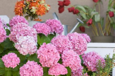 Para una exhibición de flores exuberante y colorida: cuide de manera óptima las hortensias agrícolas