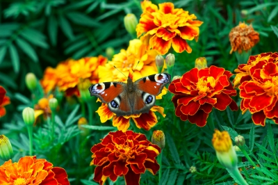 Plantas vecinas, propagación, Plante floribunda correctamente: ubicación