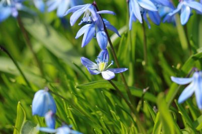 ¿Cuándo es la época de floración de la estrella azul?