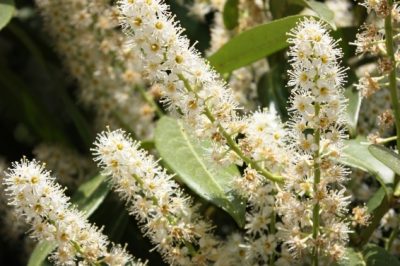 Cortar rosas de cobertura del suelo: ¿en primavera u otoño?