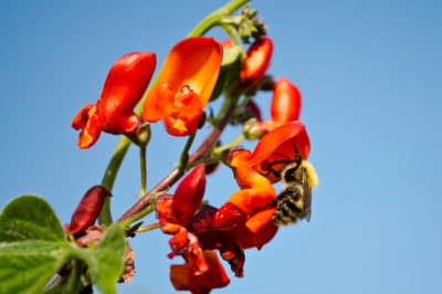 Cultiva frijoles de fuego como un vegetal y una pantalla de privacidad floreciente