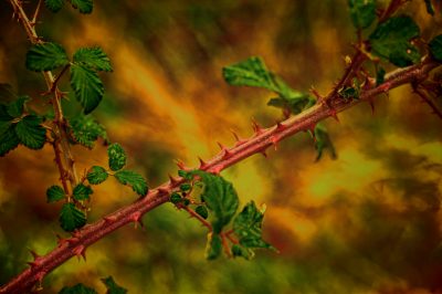 Plante moras en su propio jardín