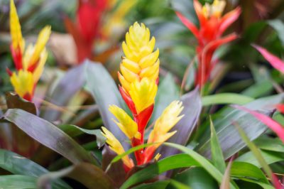 Bienvenido al colorido reino de las bromelias más bellas