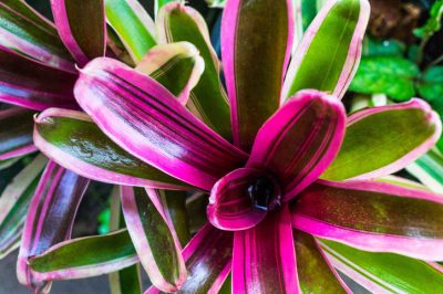 Cómo propagar con éxito bromelias para la descendencia con Kindeln