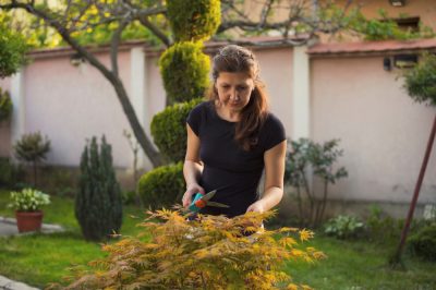 Cómo cuidar adecuadamente su ortiga de color: los mejores consejos y trucos