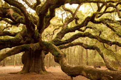 ¿Dónde está el roble vivo más antiguo del mundo?