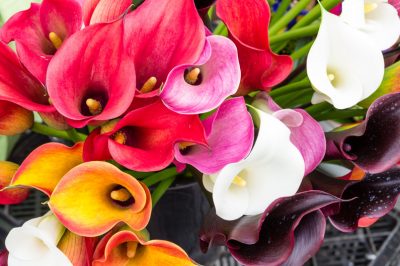 Calla - flores vistosas en hermosos colores