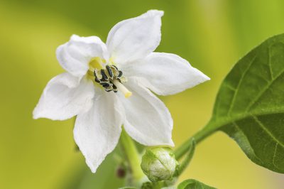 Cómo espolvorear chile para obtener semillas de un solo origen