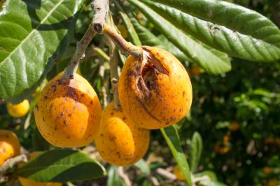 ¿Qué plantación inferior es beneficiosa para la clemátide?