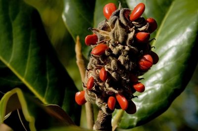 Que tener en cuenta al cuidar la palmera datilera