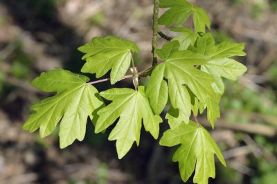 ¿Puedo cultivar una hoja gruesa como bonsái?