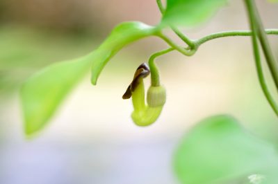 Cómo plantar jazmín perfumado en el jardín.