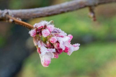 ¿Con qué época de floración sorprende la bola de nieve perfumada?