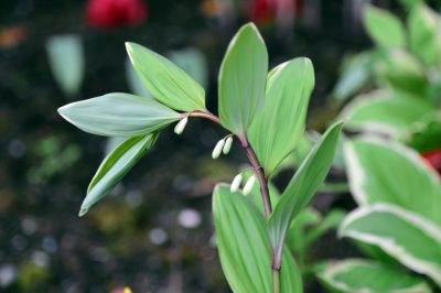 El verdadero sello de Salomón como planta ornamental en el jardín