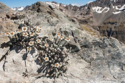 Hibernar edelweiss correctamente