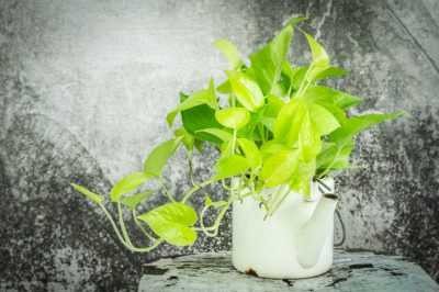 El Efeutute no desarrolla una flor., En cultivo de interior