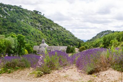 Cultivo de escarola en tu propio jardín