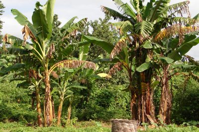 ¿Cómo es que plantar guisantes se convierte en un ejercicio fácil?