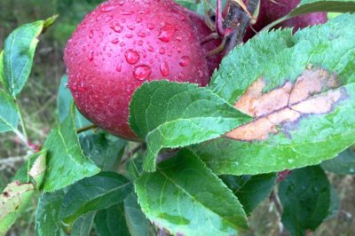 Promueve el tamaño y el rendimiento de la fruta, por ejemplo, Pelar las fresas