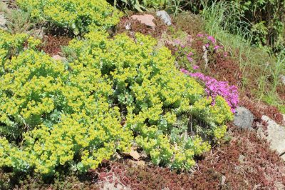 La planta Sedum se las arregla con poco cuidado