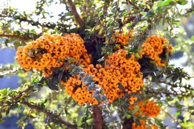 ¿Son las frutas de la espina de fuego realmente venenosas?