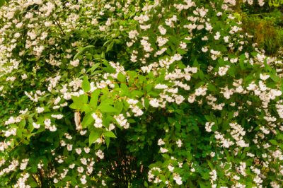 Cuidar cinquefoil: ¿que es realmente esencial?