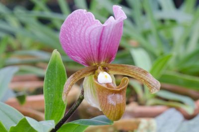 La Orquídea Frauenschuh está de humor para una hermosa flor., Con este cuidado