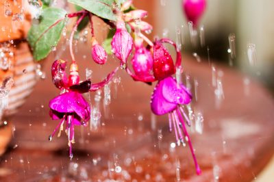 Invernada., corte, Magníficas flores en fucsias: cuidado