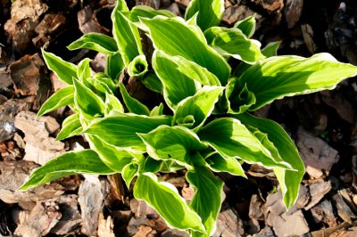 Cómo propagar una hosta - para jardineros aficionados