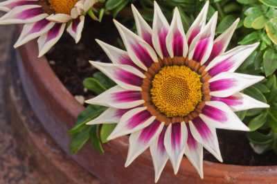 ¿Puedes sembrar Gazania tú mismo?