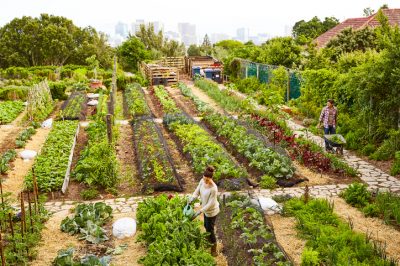 Mit einem Anbauplan optimal planen im Gemüsegarten