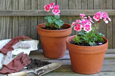 Plantar geranios: ¿cuándo?