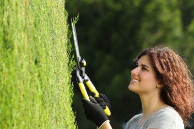 ¿Por qué no cultivar plantas alpinas en invernadero?