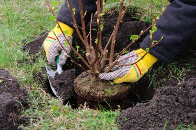 ¿Qué plantas en macetas deben mantenerse en el invernadero durante el invierno?