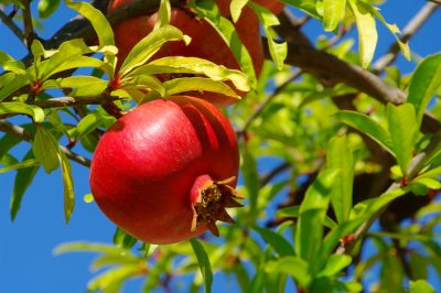 Granada: un árbol exótico que es fácil de cuidar.