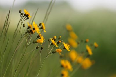 Es comestible, Hawkweed no es venenoso