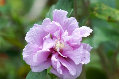 Diez razones por las que el hibisco no debería faltar en ningún jardín