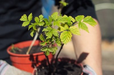 ¡Plantar frambuesas correctamente es fácil!