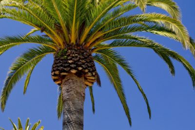 Cultiva la palmera melífera al aire libre o en el invernadero.